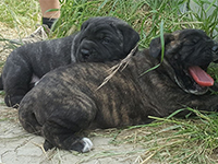 cuccioli cane corso tigrati